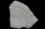 Early Devonian Plant Fossils (Zosterophyllum) - Scotland #66676-1